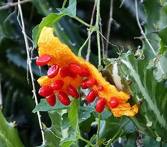 O melão-de-são-caetano é uma planta trepadeira, monóica e frutífera, originária da Índia e da China, e amplamente cultivada em diferentes regiões do planeta e Descubra os Benefícios do Melão-de-São-Caetano para a Sua Saúde
